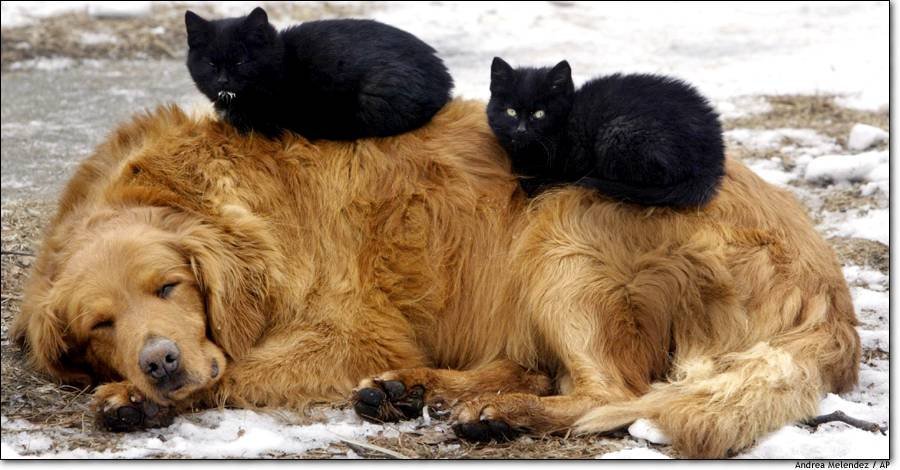 Chats - 086